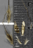 sorghastrum_nutans_1280_usa_illinois_lakecounty_fallgrassesandkinv2_1_p11_6