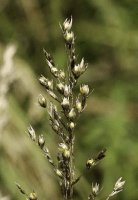 sporobolus_heterolepis_1280_usa_illinois_lakecounty_fallgrassesandkinv2_1_p8_2
