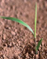 andropogon_gerardii_MissouriDepartmentConservation_CentralRegionSeedlings_3
