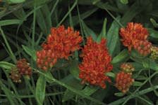 asclepias_tuberosa_MissouriDepartmentConservation_CentralRegionSeedlings_1