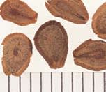 asclepias_tuberosa_MissouriDepartmentConservation_CentralRegionSeedlings_5