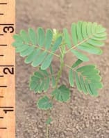 chamaecrista_fasciculata_MissouriDepartmentConservation_CentralRegionSeedlings_3