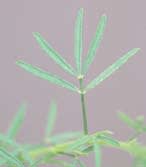 dalea_purpurea_MissouriDepartmentConservation_CentralRegionSeedlings_1