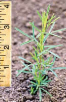 dalea_purpurea_MissouriDepartmentConservation_CentralRegionSeedlings_3