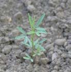 dalea_purpurea_MissouriDepartmentConservation_CentralRegionSeedlings_4