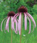 echinacea_pallida_MissouriDepartmentConservation_CentralRegionSeedlings_2