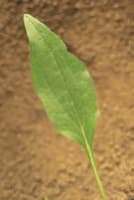 echinacea_purpurea_MissouriDepartmentConservation_CentralRegionSeedlings_1