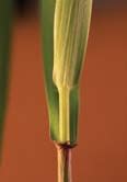 elymus_virginicus_MissouriDepartmentConservation_CentralRegionSeedlings_1