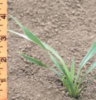 eryngium_yuccifolium_MissouriDepartmentConservation_CentralRegionSeedlings_3