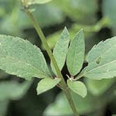 heliopsis_helianthoides_MissouriDepartmentConservation_CentralRegionSeedlings_1