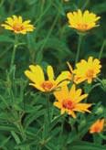 heliopsis_helianthoides_MissouriDepartmentConservation_CentralRegionSeedlings_2