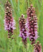 liatris_pycnostachya_MissouriDepartmentConservation_CentralRegionSeedlings_1