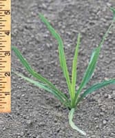 liatris_pycnostachya_MissouriDepartmentConservation_CentralRegionSeedlings_3