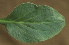 lobelia_siphilitica_MissouriDepartmentConservation_CentralRegionSeedlings_2