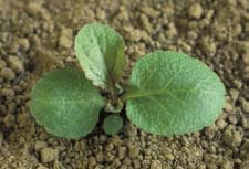 lobelia_siphilitica_MissouriDepartmentConservation_CentralRegionSeedlings_3