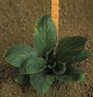 lobelia_siphilitica_MissouriDepartmentConservation_CentralRegionSeedlings_4