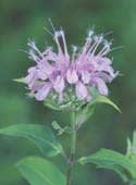 monarda_fistulosa_MissouriDepartmentConservation_CentralRegionSeedlings_2
