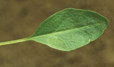 physostegia_virginiana_MissouriDepartmentConservation_CentralRegionSeedlings_2