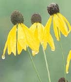 ratibida_pinnata_MissouriDepartmentConservation_CentralRegionSeedlings_1