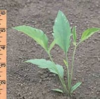 ratibida_pinnata_MissouriDepartmentConservation_CentralRegionSeedlings_3