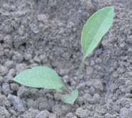 ratibida_pinnata_MissouriDepartmentConservation_CentralRegionSeedlings_4