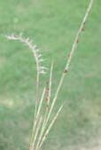 schizachyrium_scoparium_MissouriDepartmentConservation_CentralRegionSeedlings_2
