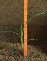 schizachyrium_scoparium_MissouriDepartmentConservation_CentralRegionSeedlings_4