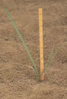 tradescantia_ohiensis_MissouriDepartmentConservation_CentralRegionSeedlings_4