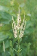 veronicastrum_virginicum_MissouriDepartmentConservation_CentralRegionSeedlings_2