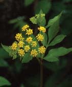 zizia_aurea_MissouriDepartmentConservation_CentralRegionSeedlings_1