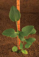 zizia_aurea_MissouriDepartmentConservation_CentralRegionSeedlings_4