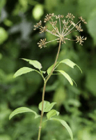 zizia_aurea_1271_usa_illinois_lakecounty_summerwoodlandforbs_v2_p10_1_cyofdh
