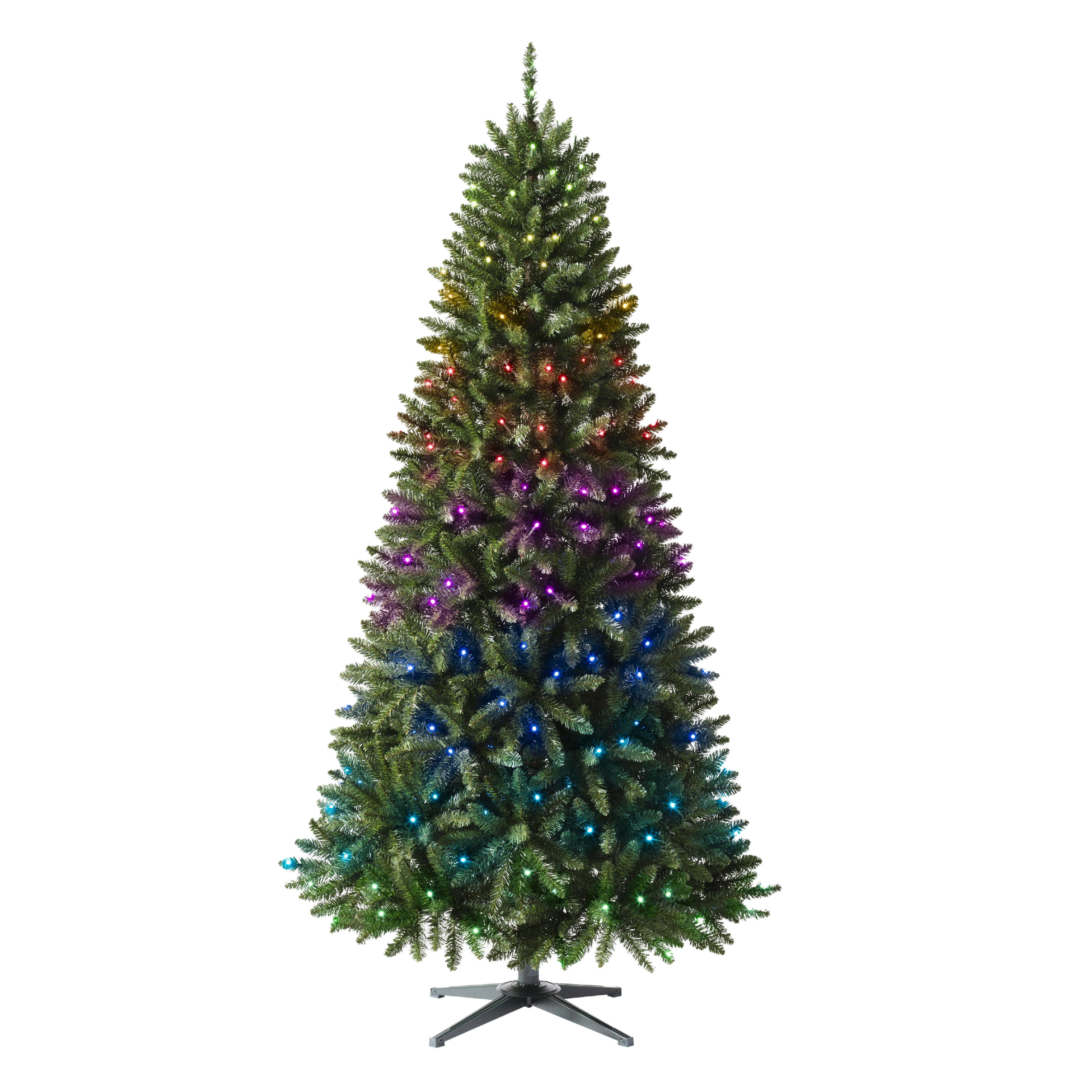 White Spruce