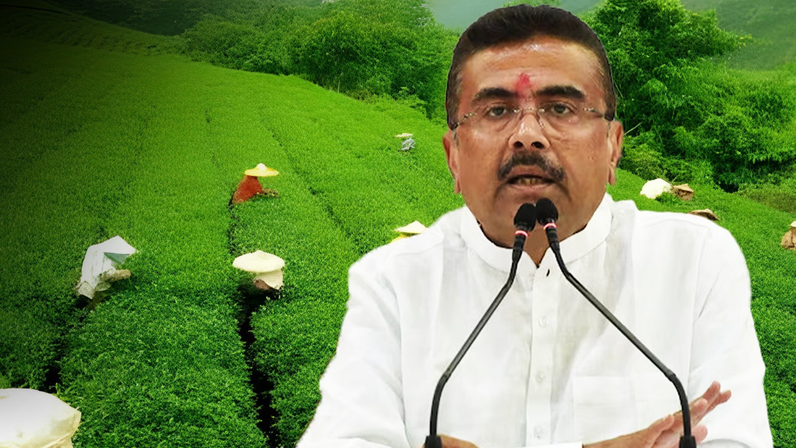 ফের চালু হবে বন্ধ চা বাগান, আশার বার্তা মুখ্যমন্ত্রীর