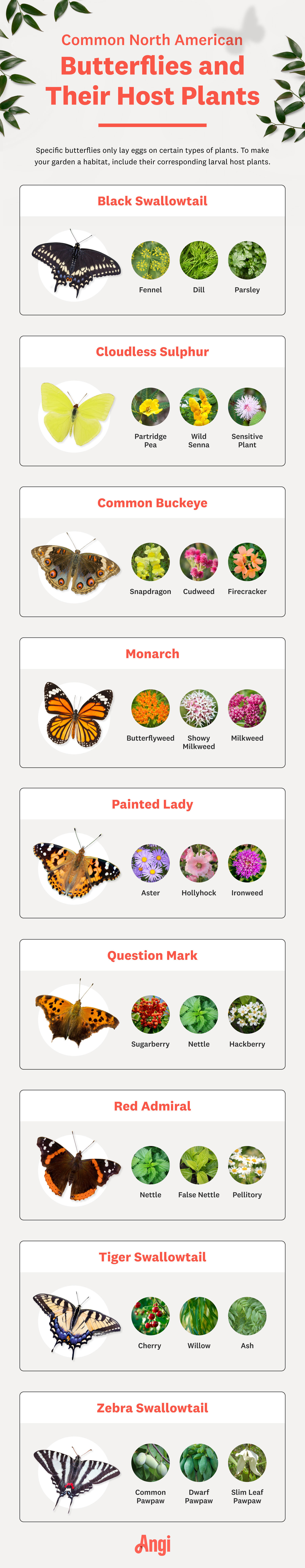 Butterfly Host Plants