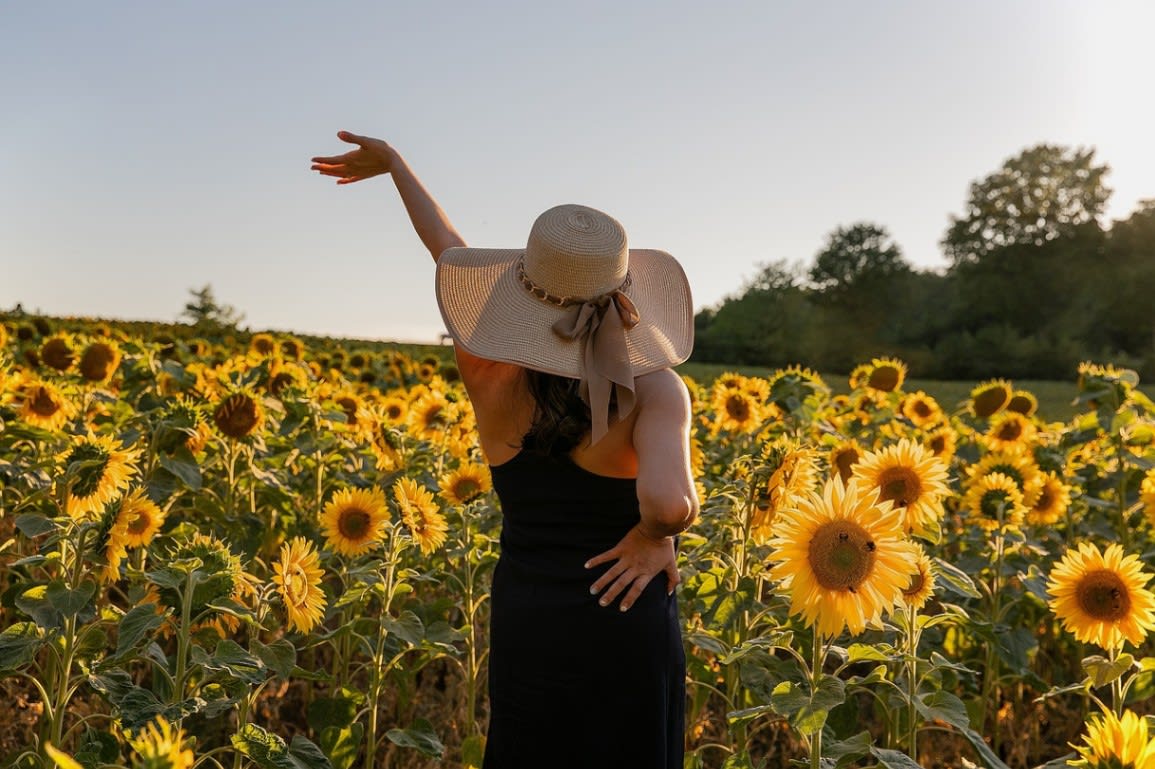17831348 sunflowers 5482116