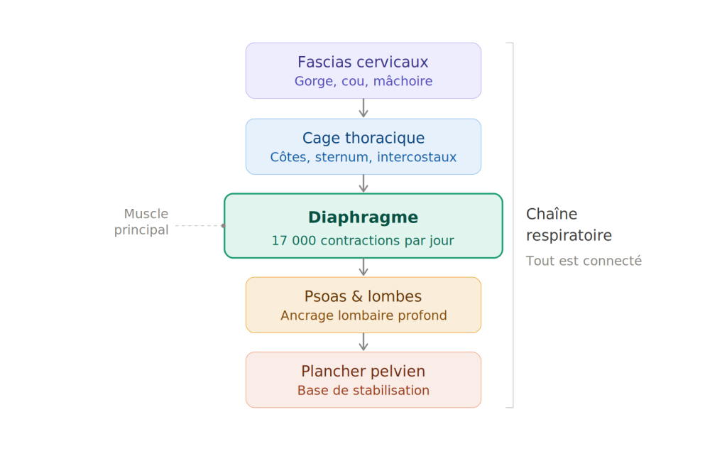 Chaine respiratoire
