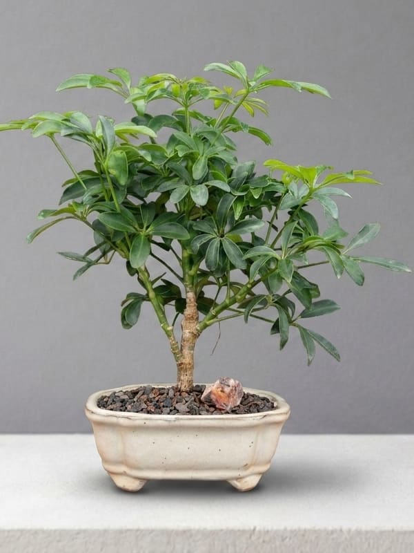 Indoor bonsai