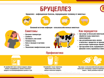 Что нужно знать о бруцеллезе