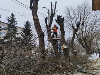 В Кинешме продолжается выпиловка аварийных деревьев