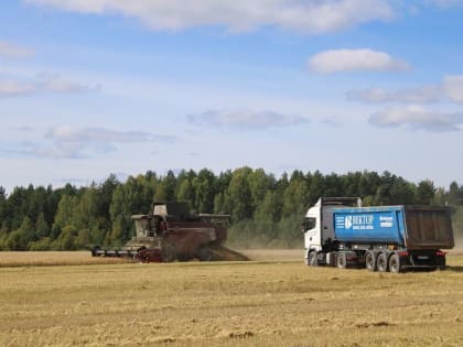 Уборка озимой пшеницы в Кинешме продолжается