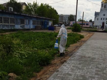 Борьба с борщевиком Сосновского в городском округе Кохма