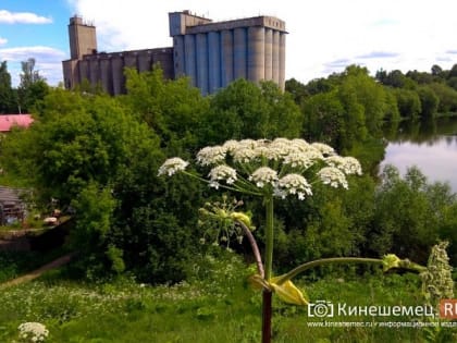 С 23 марта в Ивановской области вводятся штрафы за борщевик на участке