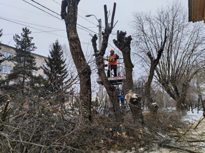 В Кинешме продолжается выпиловка аварийных деревьев