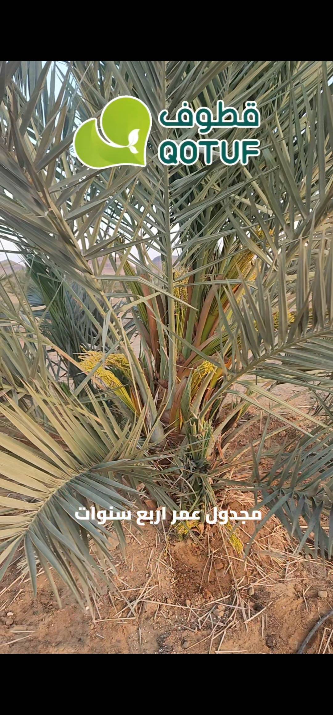 تلقيح النخيل 