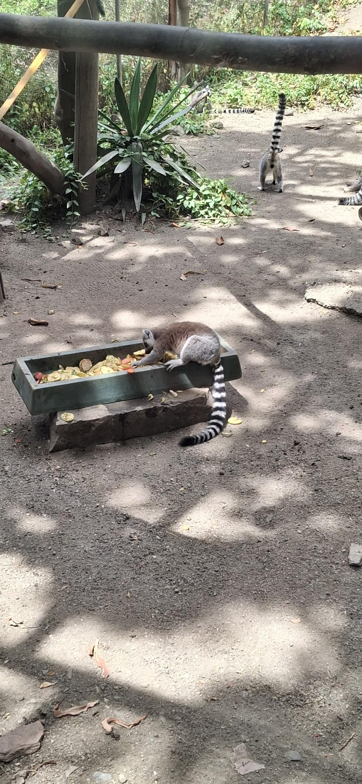Zoológico de Málaga - foto 2