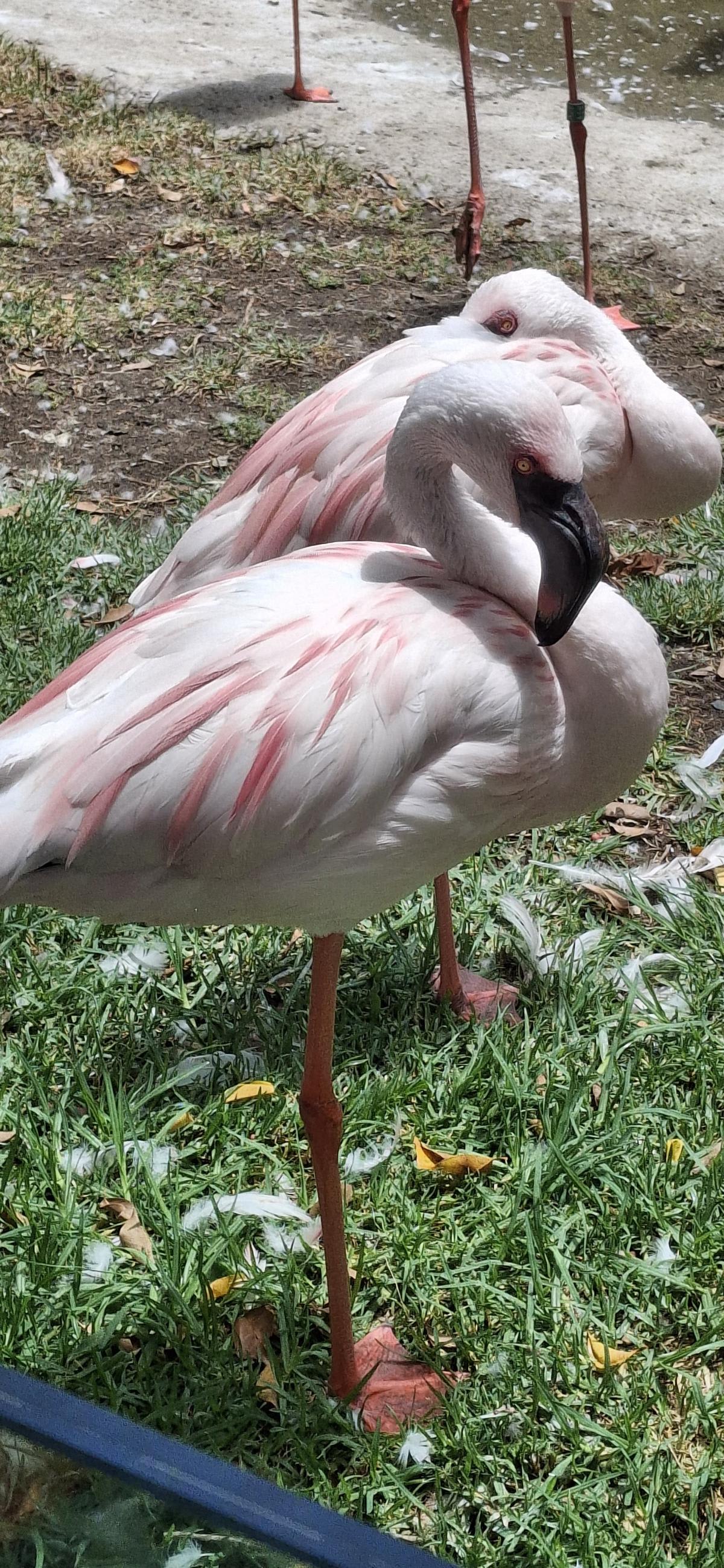 Zoológico de Málaga - foto 3