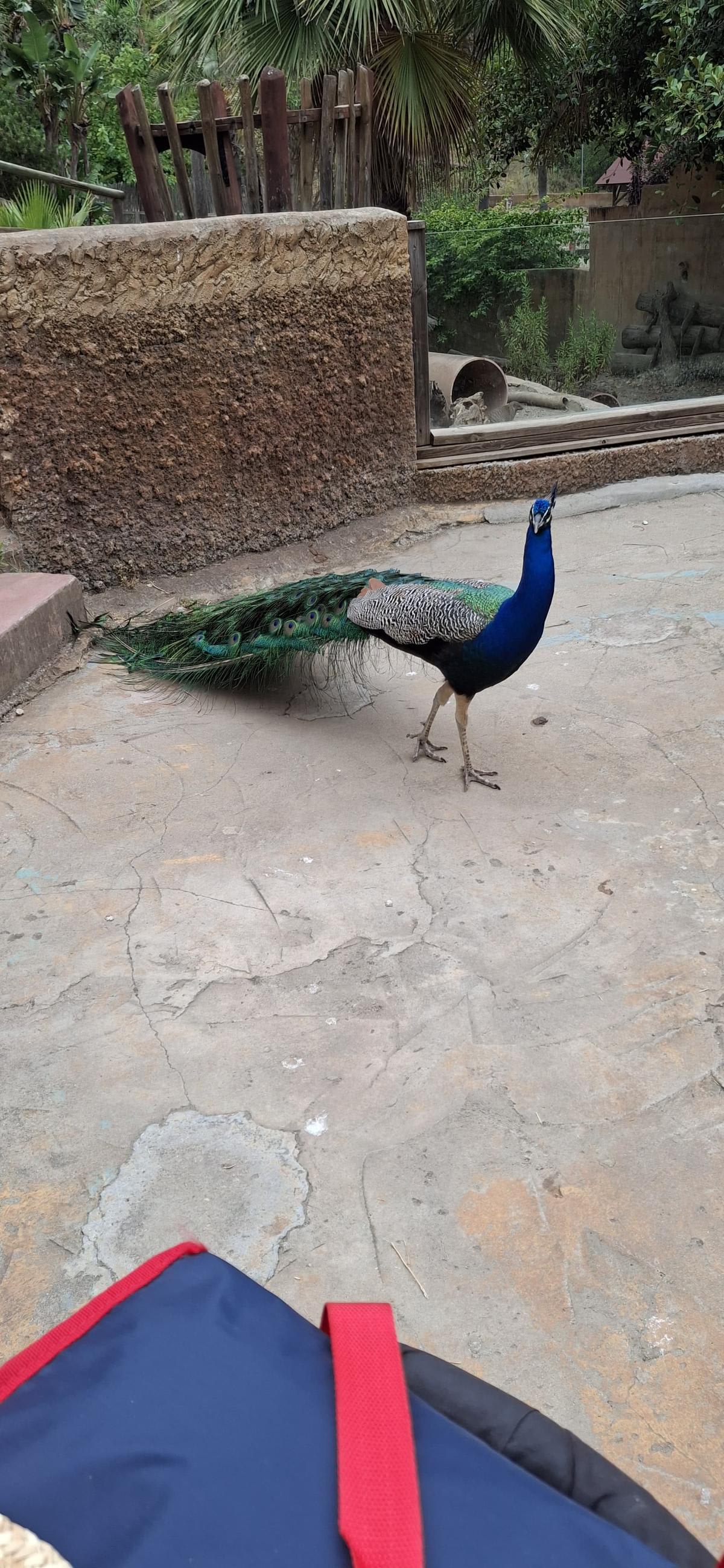 Zoológico de Málaga - foto 4