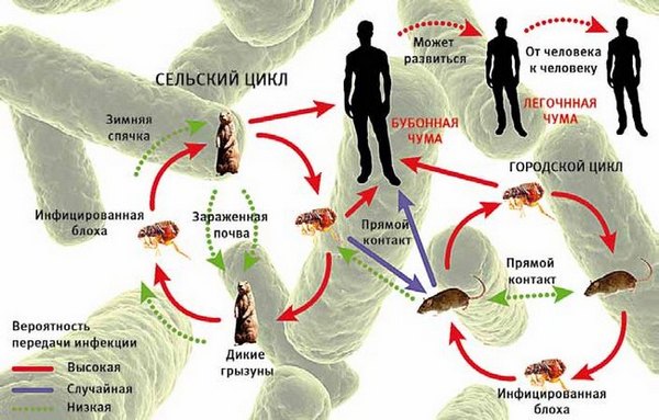 Переносники і збудники чуми Переносники і збудники чуми