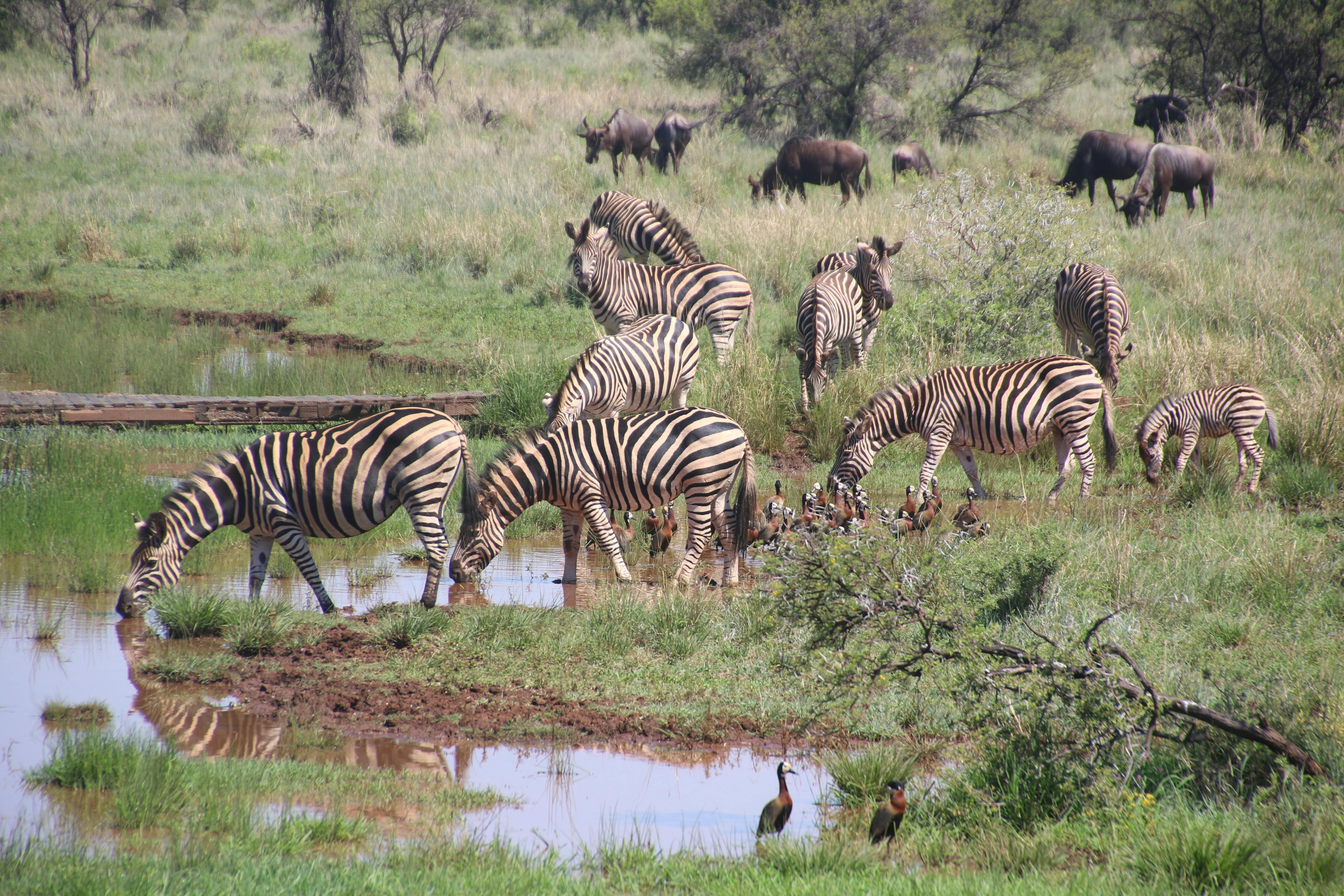 6 DAYS CLASSIC SAFARI KILIMANJARO, TARANGIRE, NGORONGORO & SERENGETI (BUFFALO SAFARI)